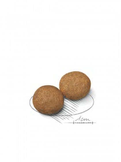 SHN MEDIUM ADULT_web2